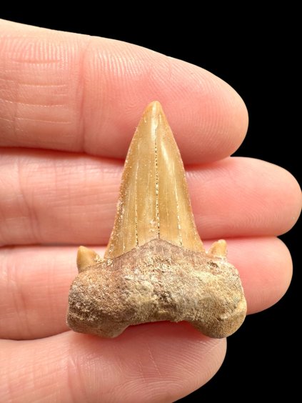 Fossilized shark tooth – Morocco