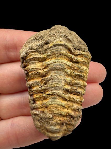 Trilobite – Grand Atlas, Morocco