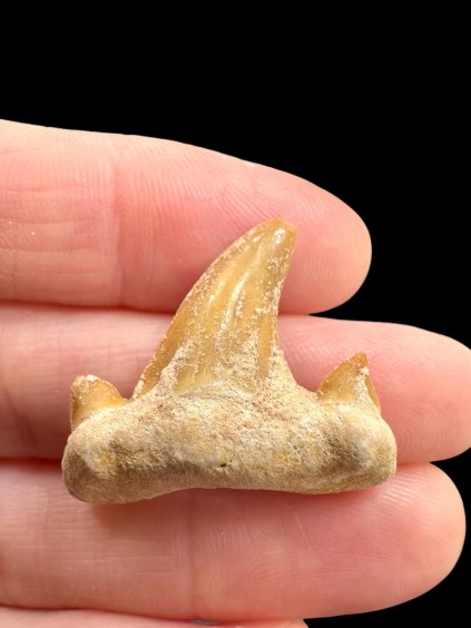 Fossiler Haifischzahn – Marokko