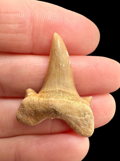 Fossiler Haifischzahn – Marokko