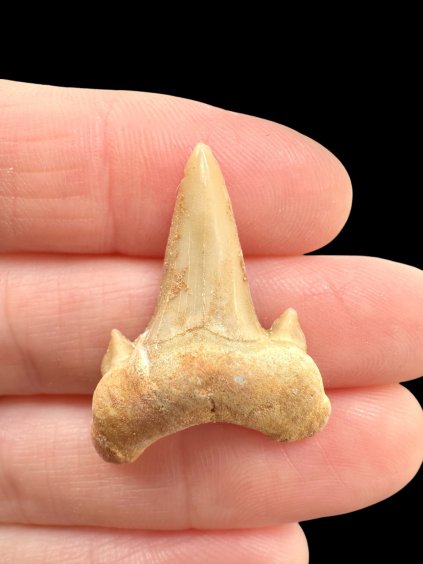 Fossiler Haifischzahn – Marokko