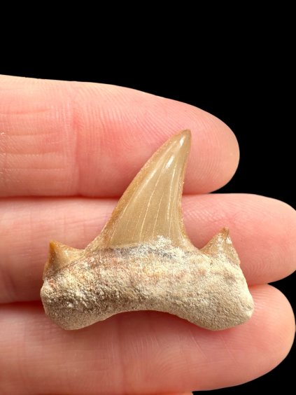 Fossiler Haifischzahn – Marokko