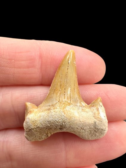 Fossilized shark tooth – Morocco