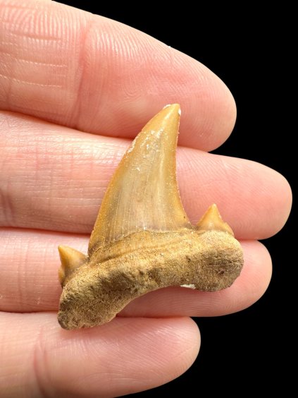 Fossiler Haifischzahn – Marokko