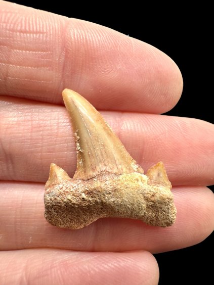 Fossiler Haifischzahn – Marokko