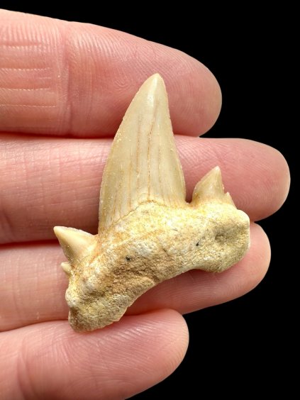 Fossiler Haifischzahn – Marokko