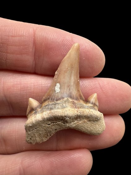 Fossilized shark tooth – Morocco
