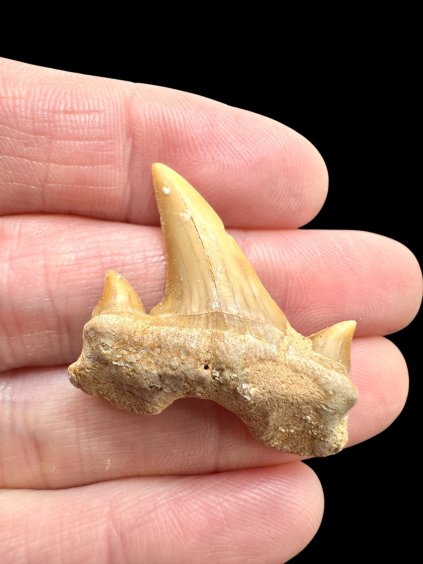 Fossiler Haifischzahn – Marokko