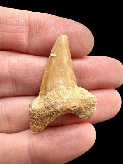 Fossilized shark tooth – Morocco