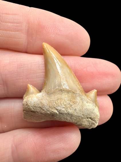 Fossilized shark tooth – Morocco