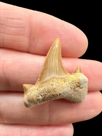 Fossiler Haifischzahn – Marokko