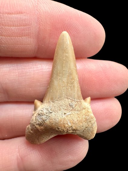 Fossiler Haifischzahn – Marokko