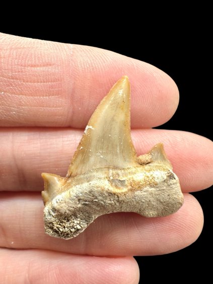 Fosilní zub žraloka – Maroko