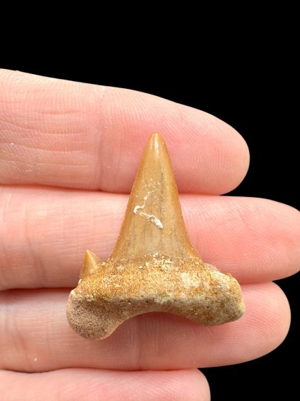 Fossilized shark tooth – Morocco