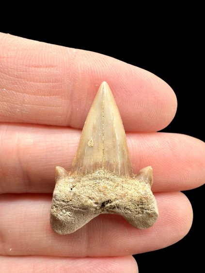 Fossiler Haifischzahn – Marokko