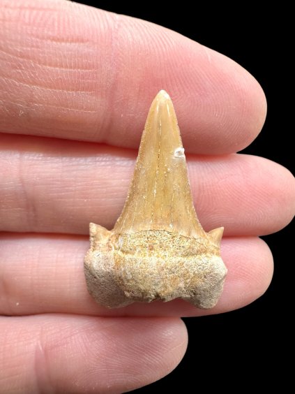 Fossilized shark tooth – Morocco