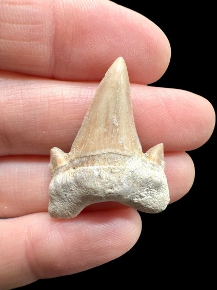 Fossiler Haifischzahn – Marokko