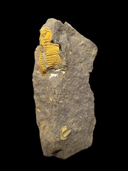 Trilobit Eccoparadoxides Pusillus – Rejkovice, ČR