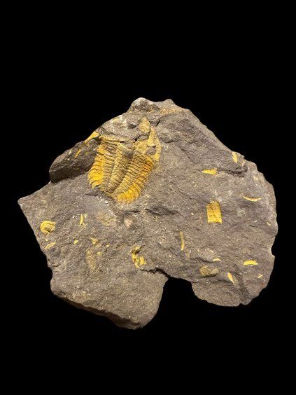 Trilobit Eccoparadoxides Pusillus – Rejkovice, ČR
