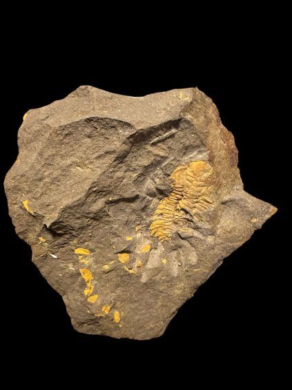 Trilobit Eccoparadoxides Pusillus – Rejkovice, ČR