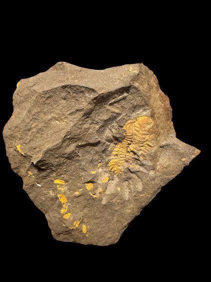 Trilobite Eccoparadoxides Pusillus – Rejkovice, CZ