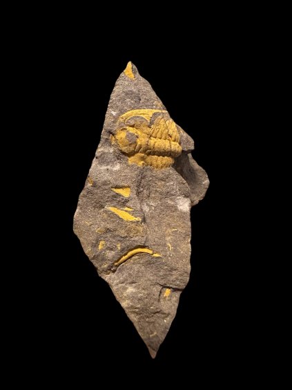 Trilobit Eccoparadoxides Pusillus – Rejkovice, CZ