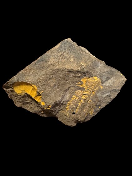 Trilobite Eccoparadoxides Pusillus – Rejkovice, CZ