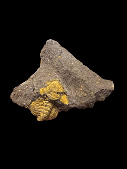 Trilobite Eccoparadoxides Pusillus – Rejkovice, CZ