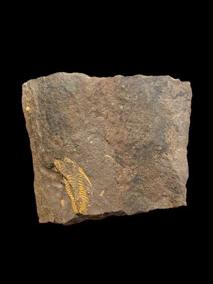 Trilobit Eccoparadoxides Pusillus – Rejkovice, ČR