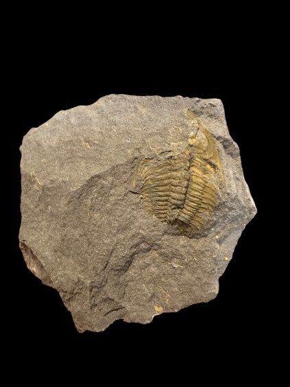 Trilobit Eccoparadoxides Pusillus – Rejkovice, ČR