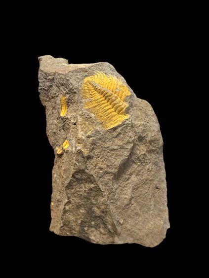 Trilobite Eccoparadoxides Pusillus – Rejkovice, CZ