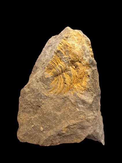 Trilobite Eccoparadoxides Pusillus – Rejkovice, CZ