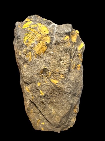 Trilobit Eccoparadoxides Pusillus – Rejkovice, CZ