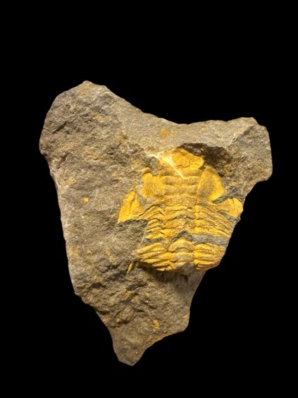 Trilobit Eccoparadoxides Pusillus – Rejkovice, ČR