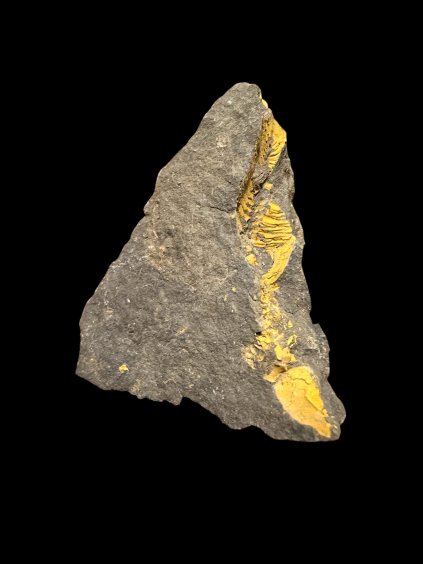 Trilobit Eccoparadoxides Pusillus – Rejkovice, ČR