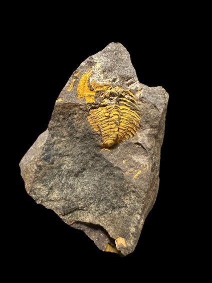 Trilobite Eccoparadoxides Pusillus – Rejkovice, CZ