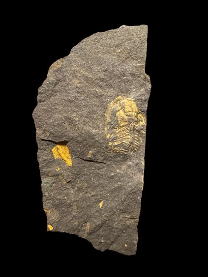 Trilobit Eccoparadoxides Pusillus – Rejkovice, ČR