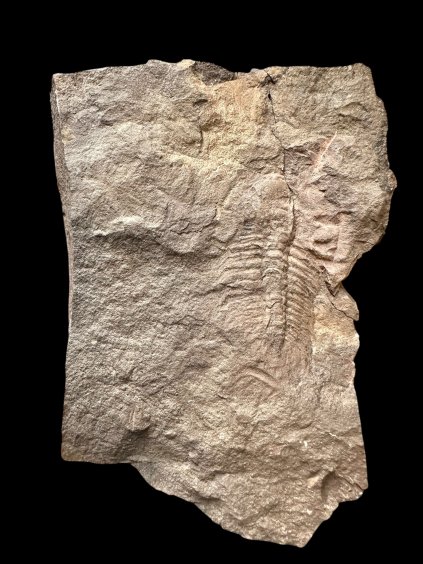 Trilobite Eccoparadoxides Pusillus – Rejkovice, CZ