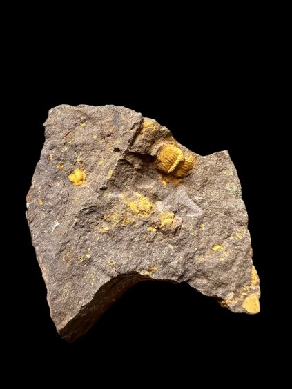 Trilobit Eccoparadoxides Pusillus – Rejkovice, CZ