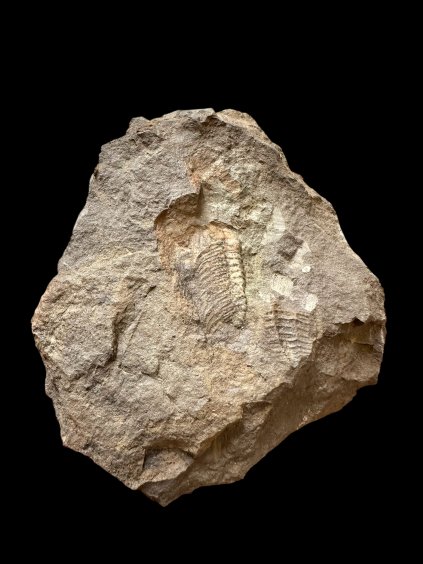 Trilobit Eccoparadoxides Pusillus – Rejkovice, ČR