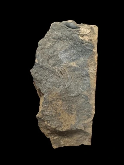 Trilobit Conocoryphe sulzeri – Jince, CZ