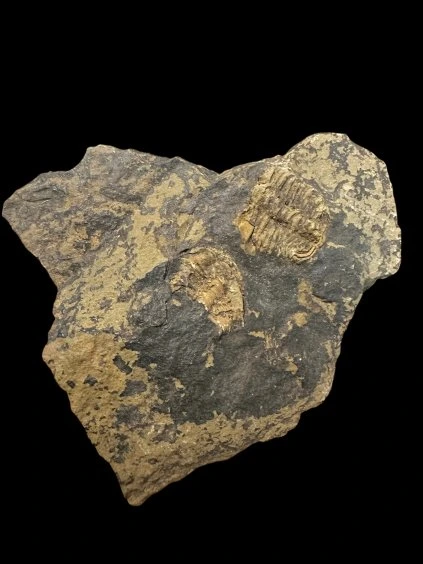 Trilobit Conocoryphe sulzeri – Jince, CZ