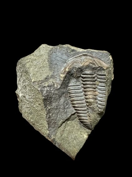 Trilobit Conocoryphe sulzeri – Jince, ČR