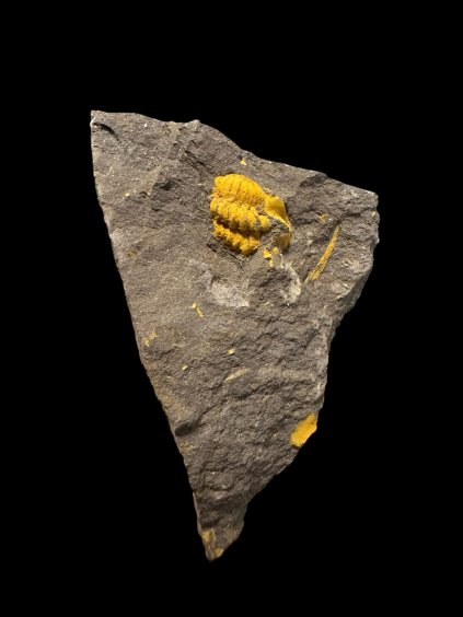 Trilobit Acadolenus snajdri – Rejkovice, ČR