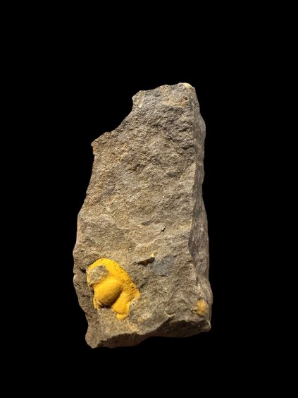 Trilobite Acadolenus snajdri – Rejkovice, CZ