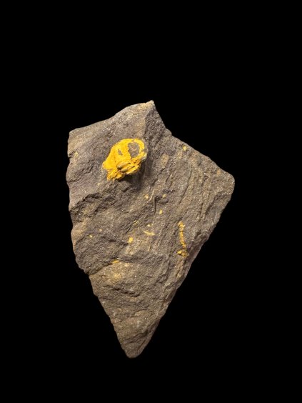 Photoroom 20260211 090331