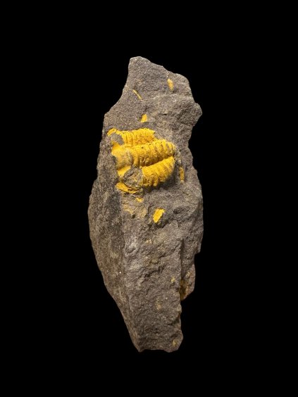 Trilobit Acadolenus snajdri – Rejkovice, ČR
