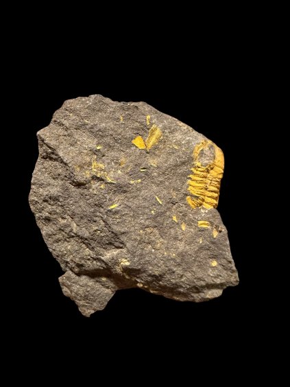 Trilobit Acadolenus snajdri – Rejkovice, ČR