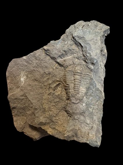 Trilobite Conocoryphe cirina – Rejkovice, CZ