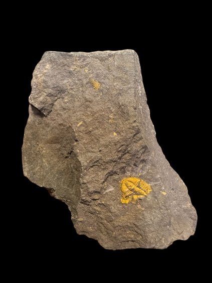 Trilobit Conocoryphe cirina – Rejkovice, ČR